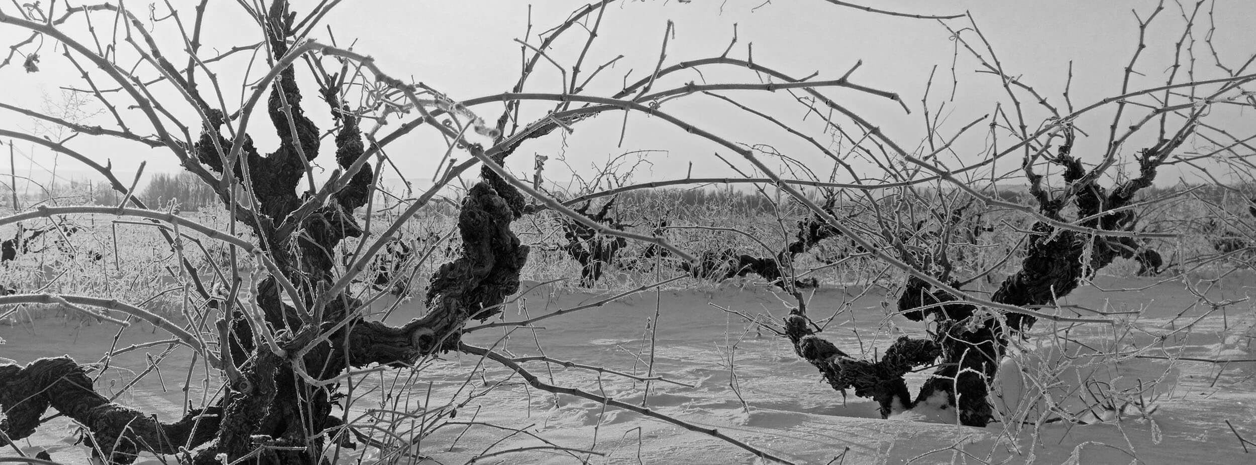 Old bush vine under winter frost, Ribera del Duero