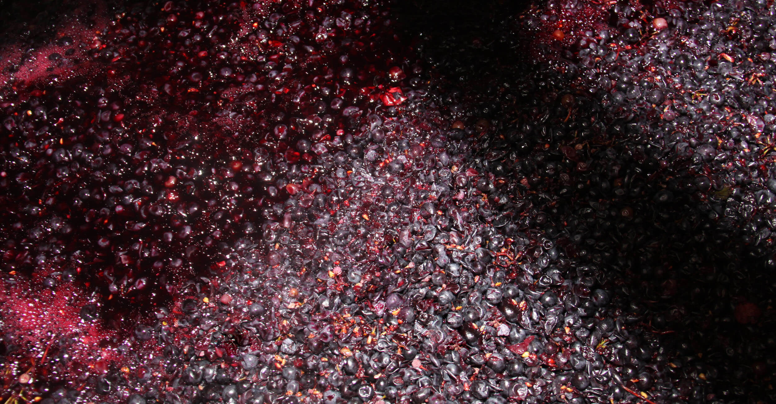 Freshly crushed grapes during vinification