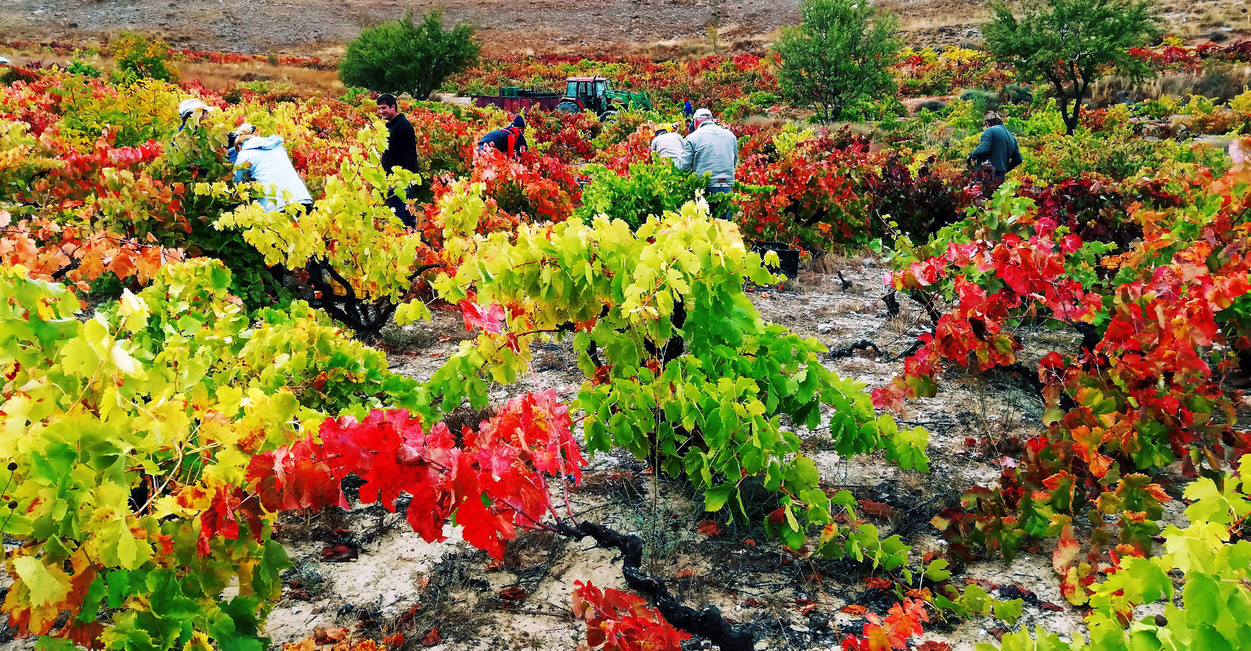 Harvest — hand-picking grapes in the Milénico vineyards