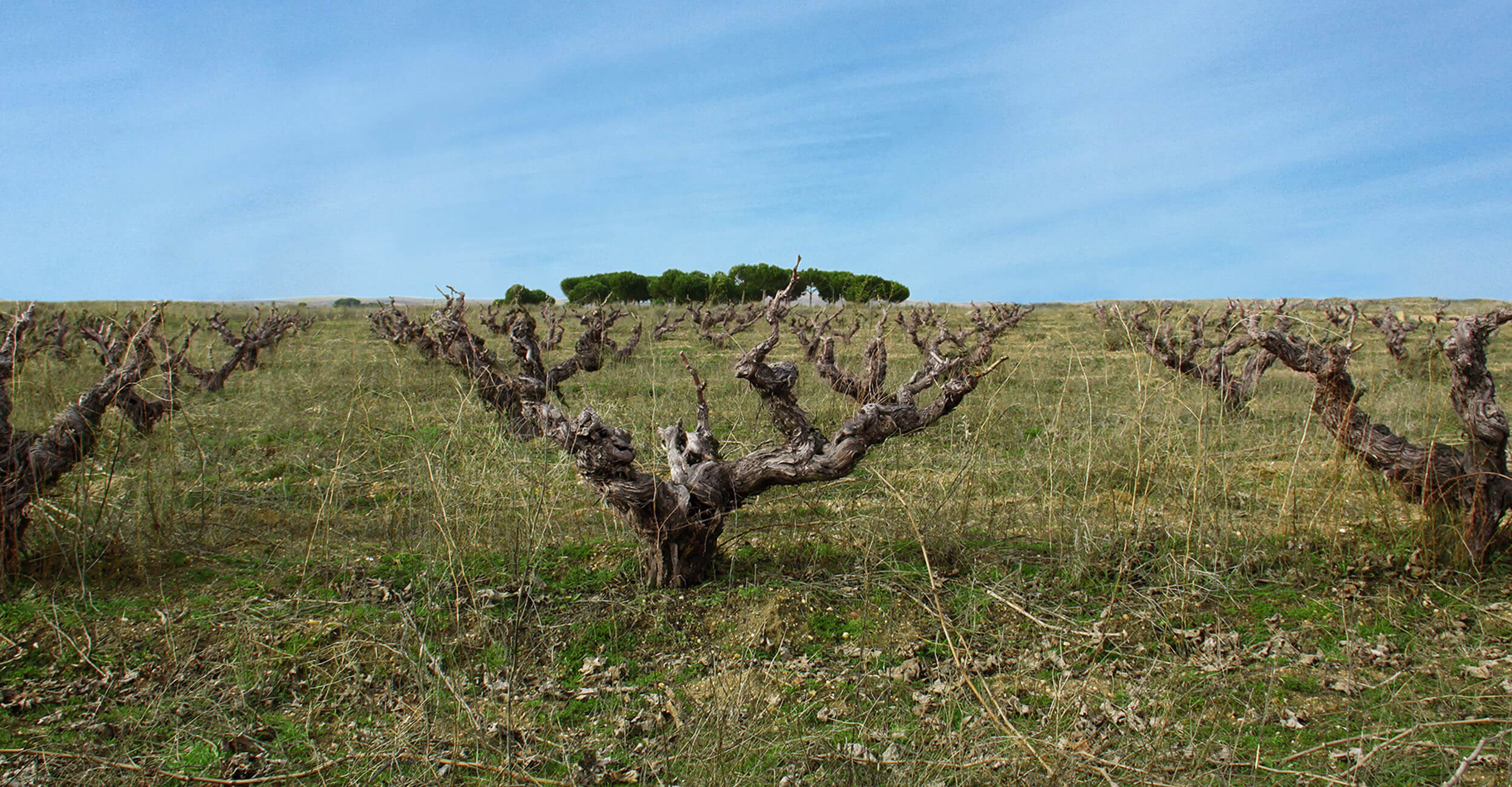 Old bush vine standing in the vineyard, Ribera del Duero