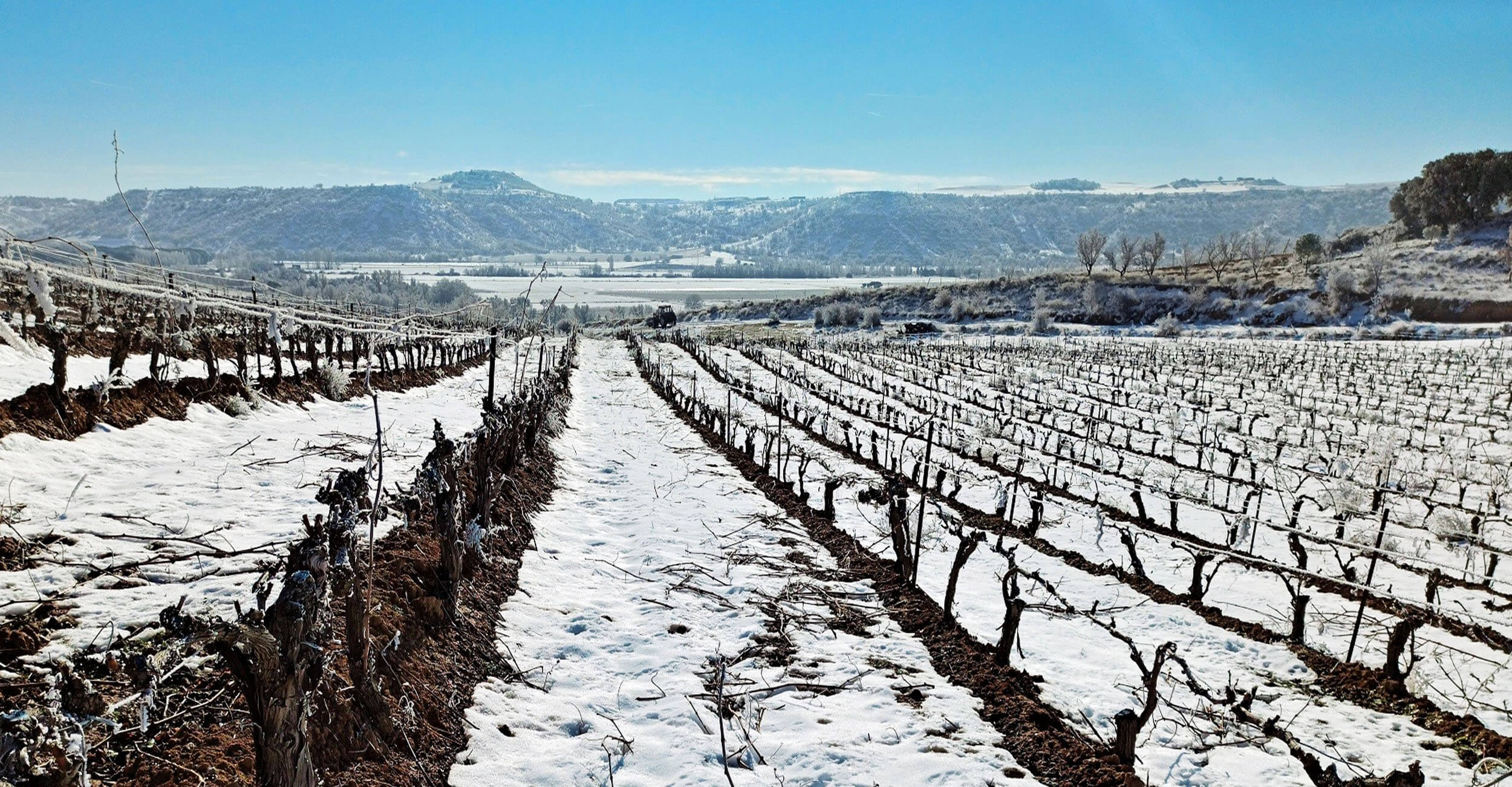 Vineyard rows under snow, winter dormancy