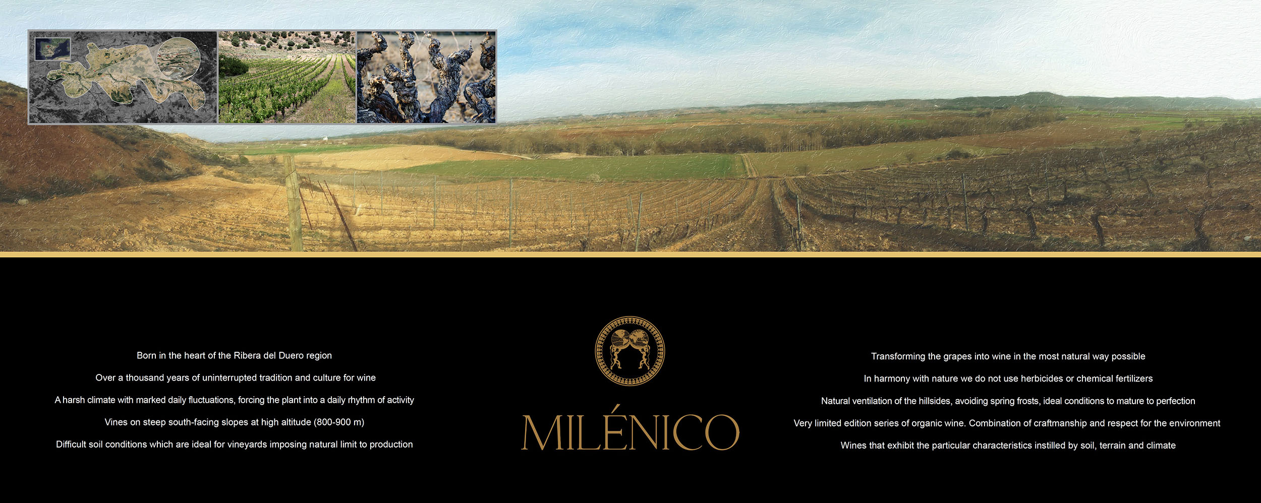 Bodegas Milénico — trade show stand panel, Ribera del Duero territory and vineyard photography